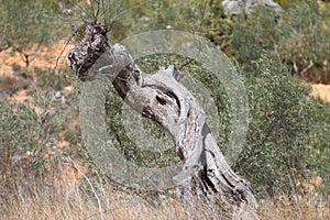 Ancient death olive tree