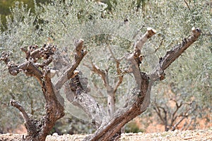 Ancient death olive tree