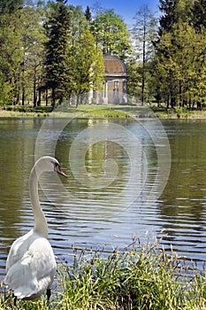 Ancient destroyed arbor in park and the swan in a grass ashore and looks at the lake