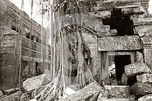 Ancient dilapidated buildings in the rainforest. Trees grow near abandoned buildings of the Khmer Empire