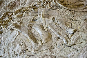 Ancient dinosaur bones embedded in rocky valley wall