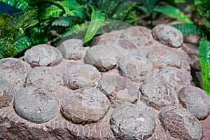 Ancient dinosaur egg fossil close-up
