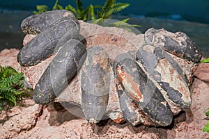 Ancient dinosaur egg fossil close-up