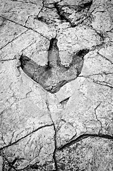 Ancient dinosaur footprint
