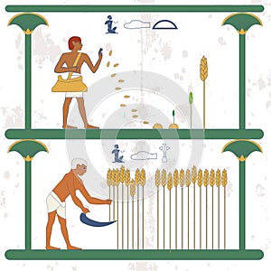 Ancient egypt background. Man sows wheat on the field. A man reaps a wheat crop on the field. Historical background