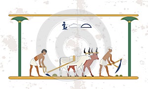 Ancient egypt background. Peasants with a team of bulls plow the field. Historical background. Ancient people