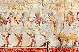 Ancient egypt images and hieroglyphics