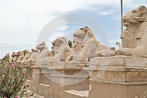 Ancient egypt statues of sphinx in Luxor karnak temple
