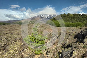 1832 ancient encrusted lava cooled around Egitto Mount under Etna Mount photo