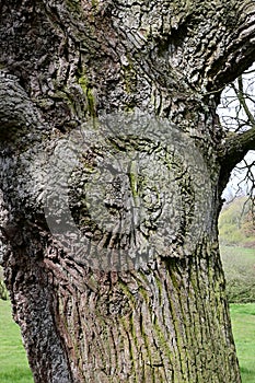 Ancient English Oak - Quercus robur, Norfolk, England, UK