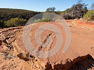 Ancient eurypterid tracks from 400 million years ago, Kalbarri National Park, Western Australia