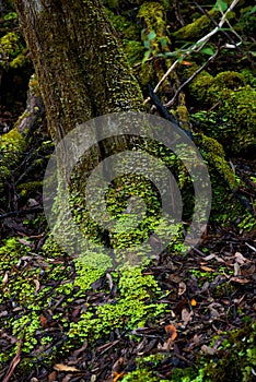 Ancient evocative and mysterious moss forest