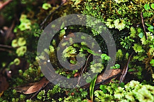 Ancient evocative and mysterious moss forest photo