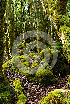 Ancient evocative and mysterious moss forest photo