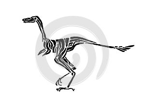 Ancient extinct jurassic coelophysis dinosaur vector illustration ink painted, hand drawn grunge prehistoric reptile, black