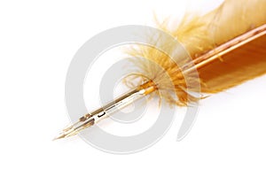 Ancient feather pen