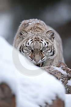 Ancient feline: The saber-toothed tiger, an iconic and extinct predator with distinctive saber-like teeth, representing photo