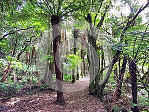 Ancient fern tree forest on South Island in New Zealand