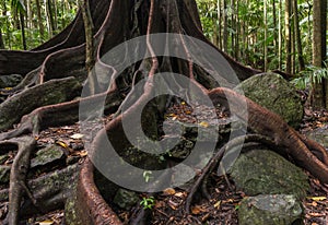 Ancient fig tree roots and buttresses