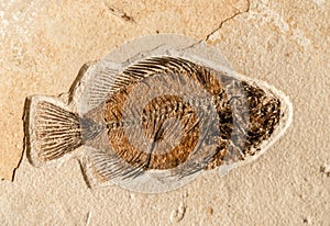 Ancient Fish Fossil