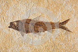 Ancient fish fossil showing detail