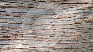 Ancient forest dry tree trunk bark, closeup, details, as a background texture