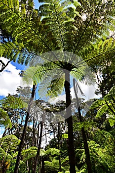 Ancient forest of giant tree ferns