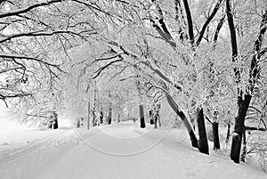 Ancient forest in Imatra, Finland photo