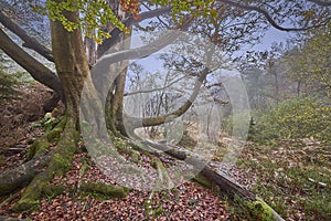 Ancient forest on a misty autumn day