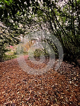 Ancient forest path of leaves