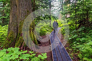 Ancient Forest People Hike, British Columbia, Canada