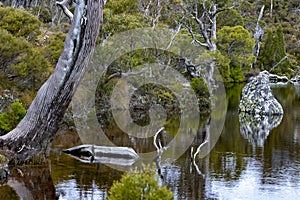 Ancient forest of the Tasmanian wilderness