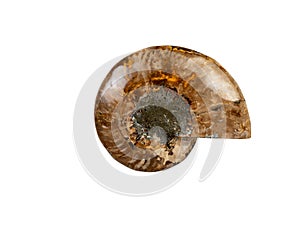 Ancient fossil of an ammonite outside shell isolate on a white background