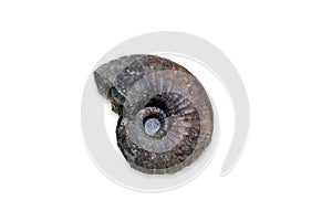 Ancient fossil cephalopod mollusc