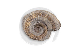 Ancient fossil cephalopod mollusc