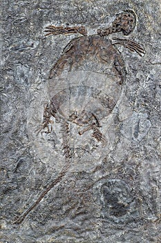 Ancient fossil. Fossil of a prehistoric turtle