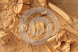 Ancient fossil jaw bone