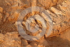 Ancient fossil jaw bone