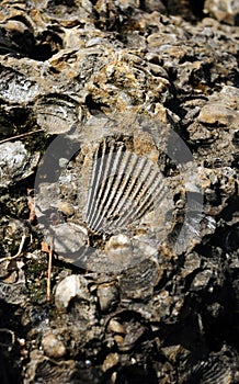 Ancient fossil of mollusks and shells photo