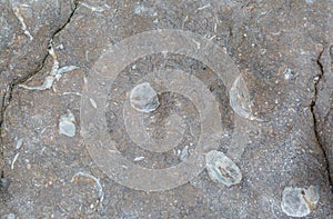 Ancient fossil shells embedded in rock