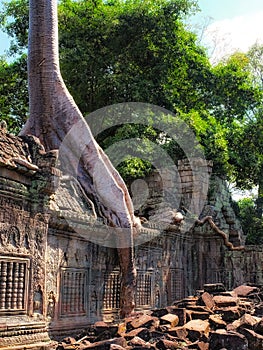 Ancient fusion: Khmer ruins entwined with the massive roots of a tropical tree in Cambodia