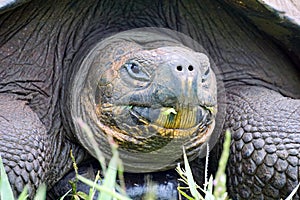 An ancient Galapagos tortoise looks like E.T.