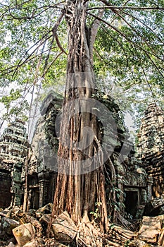 Ancient gallery of amazing Ta Prohm temple overgrown with trees. Mysterious ruins of Ta Prohm nestled among rainforest