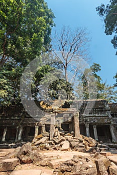 Ancient gallery of amazing Ta Prohm temple overgrown with trees. Mysterious ruins of Ta Prohm nestled among rainforest