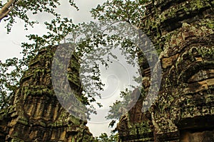 Ancient gallery of amazing Ta Prohm temple overgrown with trees, Cambodia