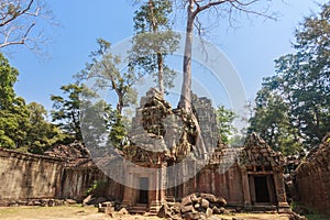 Ancient gallery of amazing Ta Prohm temple overgrown with trees. Mysterious ruins of Ta Prohm nestled among rainforest