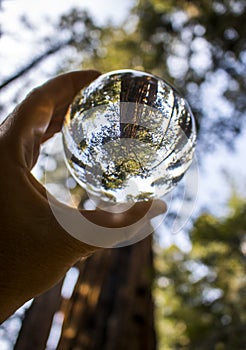 Ancient Giant Sequoia Trees Captured in Glass Ball Reflection