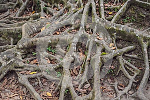 Ancient and giant tree in park Bali, Indonesia