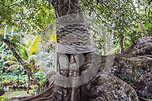 Ancient and giant tree in park Bali, Indonesia