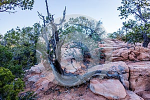 An ancient gnarled juniper near Navajo Monument park utah